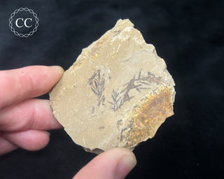 Metasequoia - Dawn Redwood Fossil #2