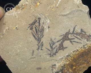 Metasequoia - Dawn Redwood Fossil #2