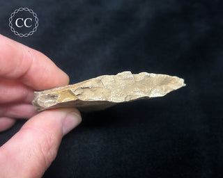 Metasequoia - Dawn Redwood Fossil #2