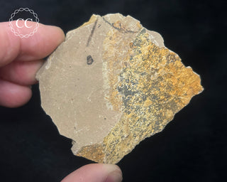Metasequoia - Dawn Redwood Fossil #2