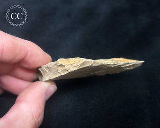 Metasequoia - Dawn Redwood Fossil #2