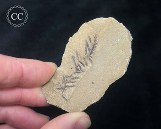 Metasequoia - Dawn Redwood Fossil #3