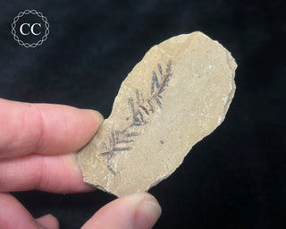 Metasequoia - Dawn Redwood Fossil #3