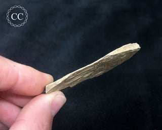Metasequoia - Dawn Redwood Fossil #3