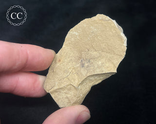 Metasequoia - Dawn Redwood Fossil #3
