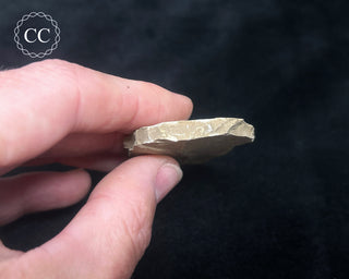 Metasequoia - Dawn Redwood Fossil #3