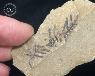 Metasequoia - Dawn Redwood Fossil #3
