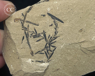 Metasequoia - Dawn Redwood Fossil #4