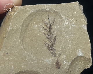 Metasequoia - Dawn Redwood Fossil #1