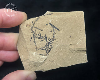 Metasequoia - Dawn Redwood Fossil #4