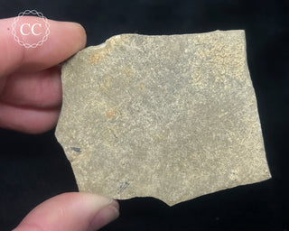 Metasequoia - Dawn Redwood Fossil #4