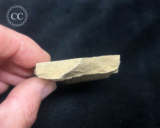 Metasequoia - Dawn Redwood Fossil #4