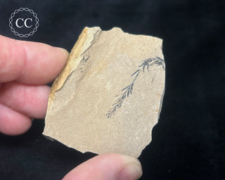 Metasequoia - Dawn Redwood Fossil #5