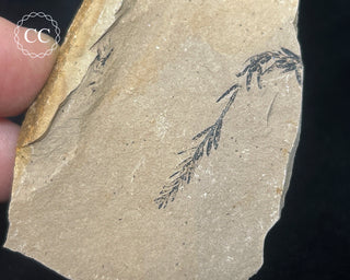 Metasequoia - Dawn Redwood Fossil #5