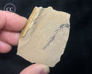 Metasequoia - Dawn Redwood Fossil #5