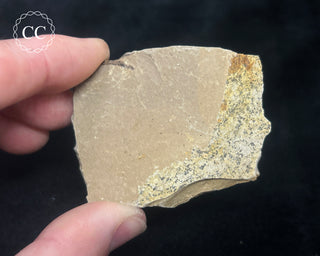 Metasequoia - Dawn Redwood Fossil #5