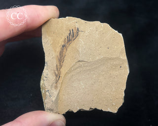 Metasequoia - Dawn Redwood Fossil #6
