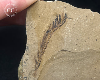 Metasequoia - Dawn Redwood Fossil #6