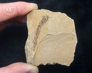 Metasequoia - Dawn Redwood Fossil #6
