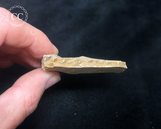 Metasequoia - Dawn Redwood Fossil #6