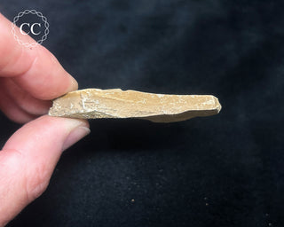 Metasequoia - Dawn Redwood Fossil #6