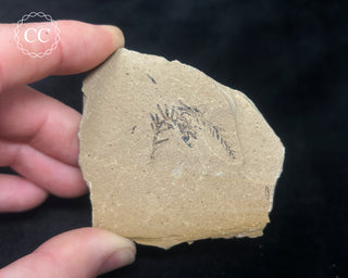 Metasequoia - Dawn Redwood Fossil #7