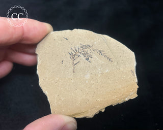 Metasequoia - Dawn Redwood Fossil #7