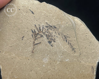 Metasequoia - Dawn Redwood Fossil #7
