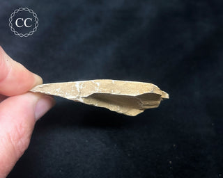 Metasequoia - Dawn Redwood Fossil #7
