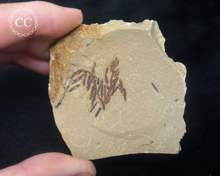 Metasequoia - Dawn Redwood Fossil #1