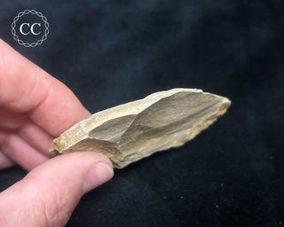 Metasequoia - Dawn Redwood Fossil #7