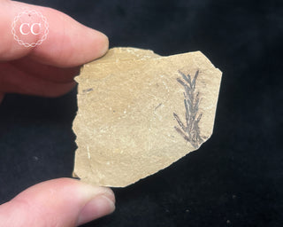 Metasequoia - Dawn Redwood Fossil #8