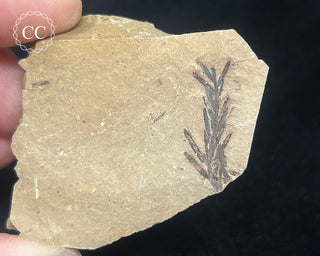 Metasequoia - Dawn Redwood Fossil #8