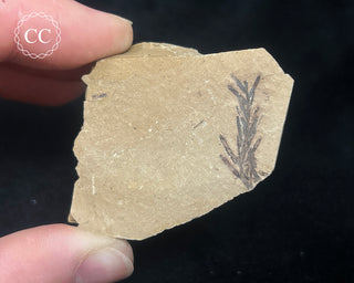Metasequoia - Dawn Redwood Fossil #8