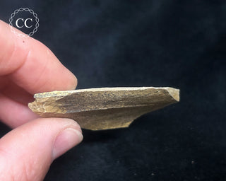 Metasequoia - Dawn Redwood Fossil #8