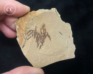 Metasequoia - Dawn Redwood Fossil #1