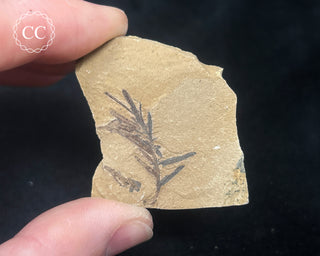 Metasequoia - Dawn Redwood Fossil #9
