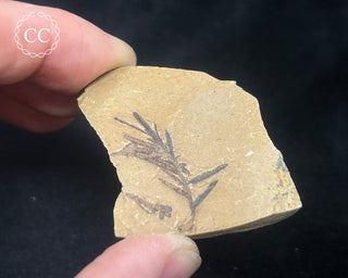 Metasequoia - Dawn Redwood Fossil #9