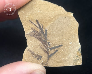 Metasequoia - Dawn Redwood Fossil #9