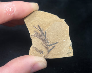 Metasequoia - Dawn Redwood Fossil #9
