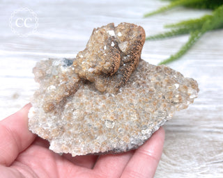 Mexican Calcite Specimen #3