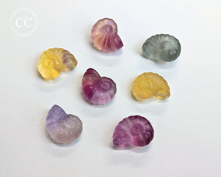 Rainbow Fluorite Mini Ammonites on white background