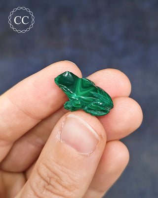 Malachite Frog - Mini