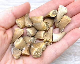 A hand holding 20 small Mososaur teeth 