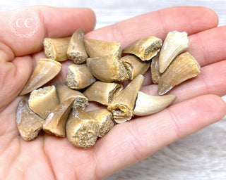 Mosasaur Small Tooth