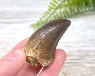 Mosasaur Tooth #1
