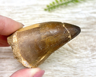 Mosasaur Tooth #2