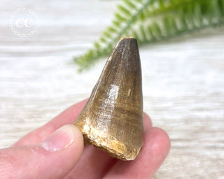 Mosasaur Tooth #5