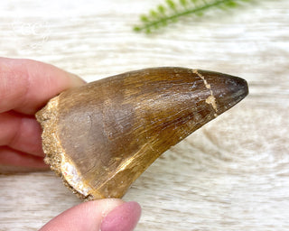 Mosasaur Tooth #2