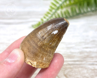 Mosasaur Tooth #5